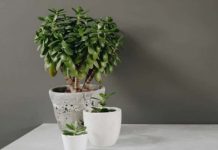 6 types of houseplants called “silver plants”
