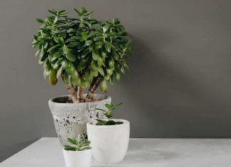 6 types of houseplants called “silver plants”