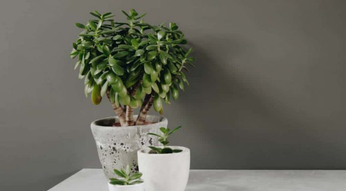 6 types of houseplants called “silver plants”