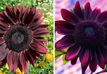 Chocolate Cherry Sunflowers Are A Thing, And They’re Just As Beautiful As They Sound