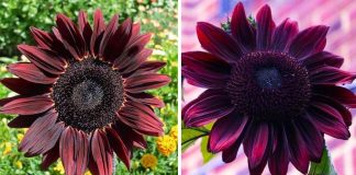 Chocolate Cherry Sunflowers Are A Thing, And They’re Just As Beautiful As They Sound