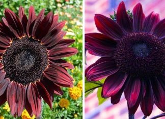 Chocolate Cherry Sunflowers Are A Thing, And They’re Just As Beautiful As They Sound