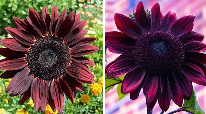 Chocolate Cherry Sunflowers Are A Thing, And They’re Just As Beautiful As They Sound