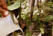 Why you should use leftover pasta water on your plants