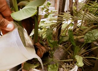 Why you should use leftover pasta water on your plants