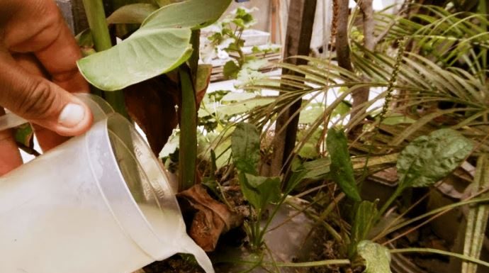 Why you should use leftover pasta water on your plants