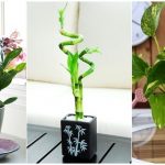 11 plants that attract money and bring home fortune