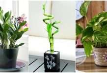 11 plants that attract money and bring home fortune