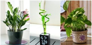 11 plants that attract money and bring home fortune