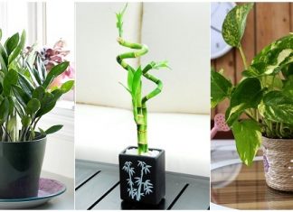 11 plants that attract money and bring home fortune