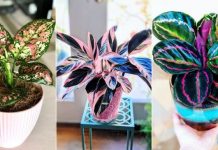 15 tricolor houseplants with fantastic foliage