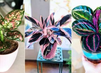 15 tricolor houseplants with fantastic foliage
