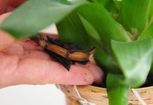 7 Homemade Orchid Food | Do-it-yourself orchid fertilizer