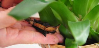 7 Homemade Orchid Food | Do-it-yourself orchid fertilizer