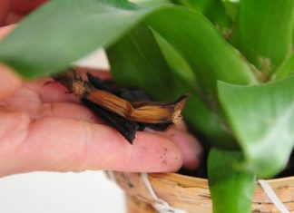 7 Homemade Orchid Food | Do-it-yourself orchid fertilizer