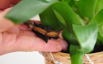 7 Homemade Orchid Food | Do-it-yourself orchid fertilizer