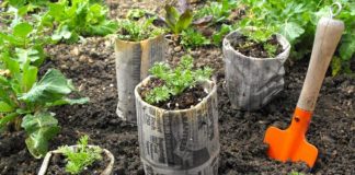 9 ways to use newspaper in the garden!