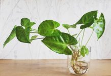 Do you hate dirt in the house? Try these indoor plants that grow without soil.