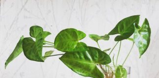 Do you hate dirt in the house? Try these indoor plants that grow without soil.