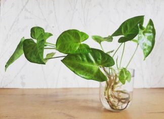 Do you hate dirt in the house? Try these indoor plants that grow without soil.