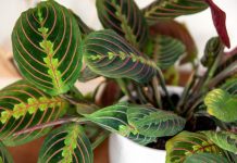 4 plants that do not need sunlight