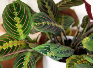 4 plants that do not need sunlight