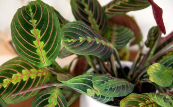 4 plants that do not need sunlight