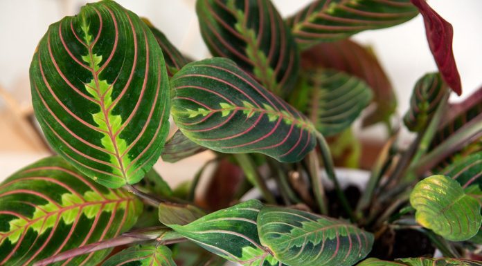 4 plants that do not need sunlight