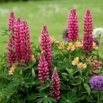 10 summer flowers for a beautiful garden