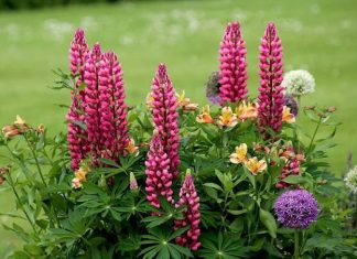 10 summer flowers for a beautiful garden