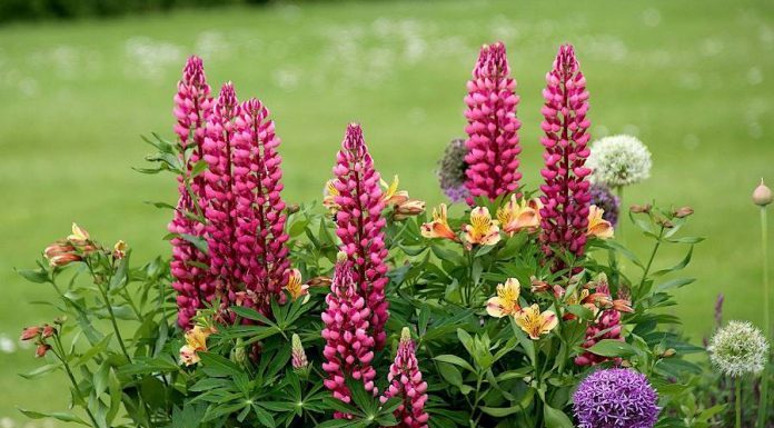 10 summer flowers for a beautiful garden