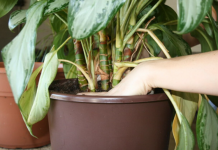 Top 8 mistakes to avoid when repotting houseplants