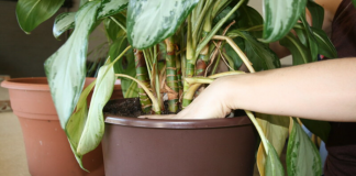 Top 8 mistakes to avoid when repotting houseplants