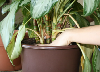 Top 8 mistakes to avoid when repotting houseplants
