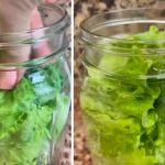 How do you keep lettuce fresh for weeks?