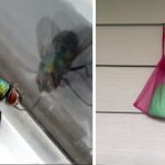 How To Keep Flies Away From Your Outdoor Spaces This Summer