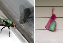 How To Keep Flies Away From Your Outdoor Spaces This Summer