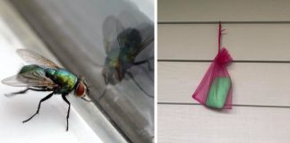 How To Keep Flies Away From Your Outdoor Spaces This Summer