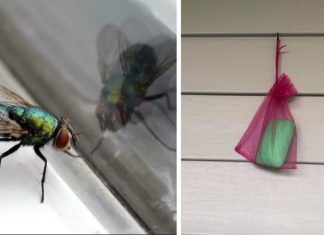 How To Keep Flies Away From Your Outdoor Spaces This Summer