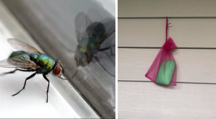 How To Keep Flies Away From Your Outdoor Spaces This Summer