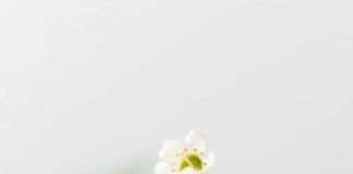 Lemon Bars with Shortbread Crust