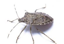 12 best natural ways to get rid of bedbugs