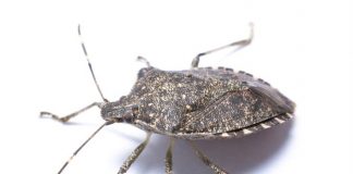 12 best natural ways to get rid of bedbugs