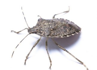 12 best natural ways to get rid of bedbugs