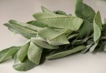 4 good reasons to plant sage and many clever ways to use it