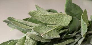 4 good reasons to plant sage and many clever ways to use it
