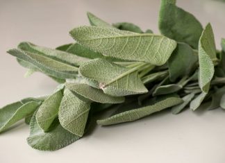 4 good reasons to plant sage and many clever ways to use it