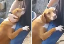Dog Hugs A Reporter Visiting A Shelter To Do A Story Until He, Allegedly, Decides To Adopt Her