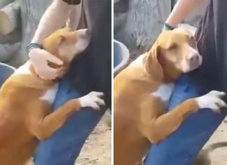 Dog Hugs A Reporter Visiting A Shelter To Do A Story Until He, Allegedly, Decides To Adopt Her