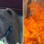 Hero Pit Bull Saves Family from Building Fire and Pulls Baby to Safety Using the Child’s Diaper